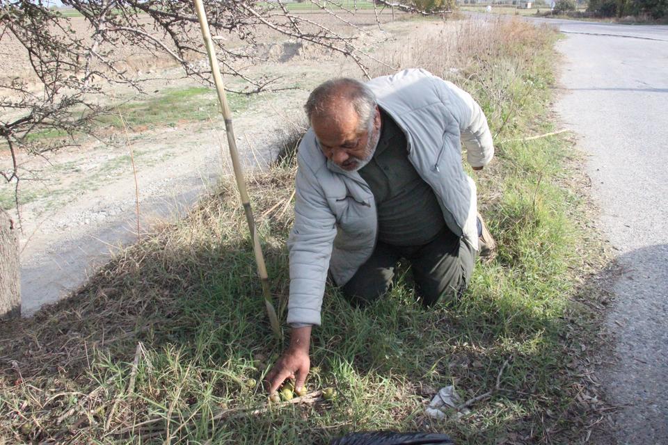 ALIÇ MEYVESİNE VATANDAŞLAR İLGİ GÖSTERİYOR