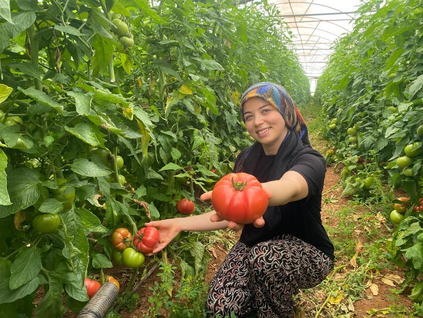 ÜRETİME GENÇ KADIN ELİ DEĞDİ: O İLÇEDE YILLIK 550 BİN TON DOMATES HASAT EDİLİYOR 33 BİN DEKAR ALANDA YILLIK YAKLAŞIK 550 BİN TON ÜRETİM GERÇEKLEŞTİRİLEN DOMATESTE İKİNCİ EKİM SEZONUNUN İLK HASATLARI BAŞLADI