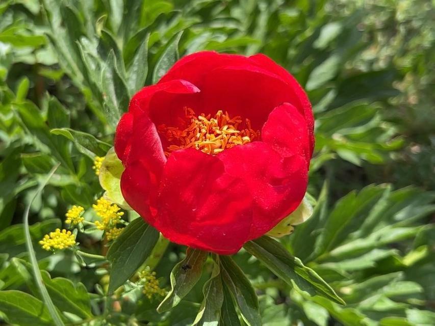 'İTECİK LALESİ'Nİ KOPARMANIN CEZASI 550 BİN TL UŞAK'TA YILDA 15 GÜN ÇİÇEK AÇAN PAEONİA PEREGRİNA (İTECİK LALESİ) AÇTI VALİ AKTAŞ, İTECİK TEPESİ'NDE İNCELEMELERDE BULUNDU