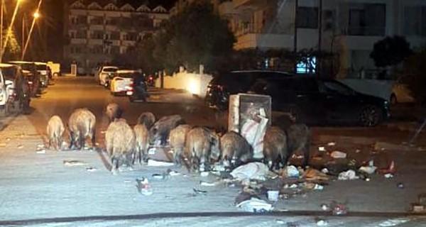 Domuz sürüsü sokakları bastı