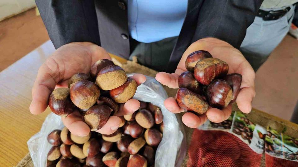 Nazilli Ziraat Odası açıkladı: Kestane yevmiyeleri belli oldu