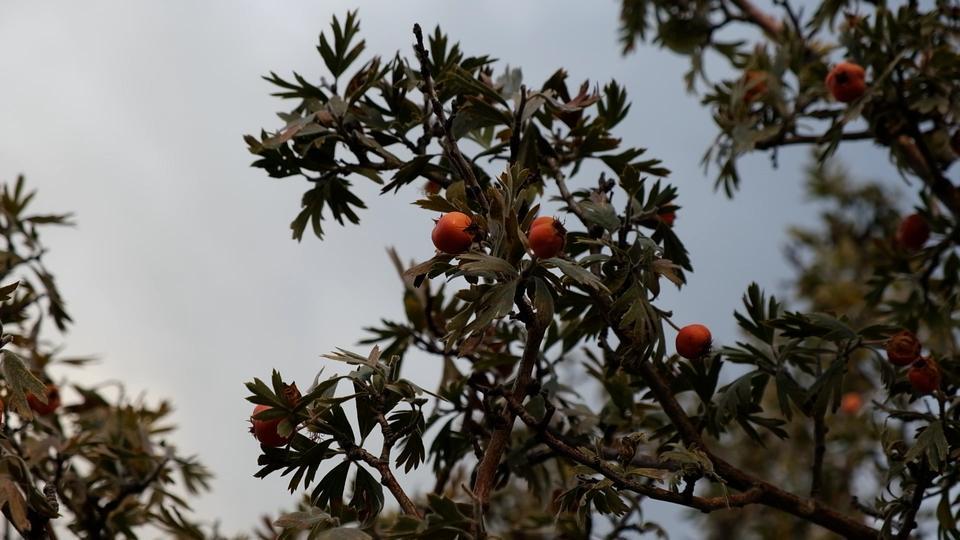 ALIÇ MEYVESİNE VATANDAŞLAR İLGİ GÖSTERİYOR