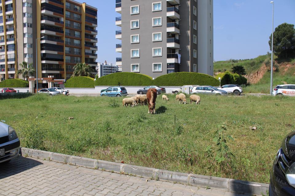 MAHALLE SAKİNLERİ BAŞIBOŞ KÖPEKLERDEN TEDİRGİN SİTE GÖREVLİSİ ŞEREF ÇATAL: "ÇİĞ ETLE BESLEDİKLERİ İÇİN BU KÖPEKLER SALDIRGANLAŞIYOR"