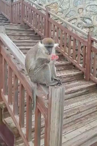 Firari maymun Denizli turuna çıktı