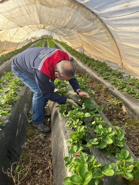 Aydın'da hasat öncesi çilek bahçeleri kontrol edildi