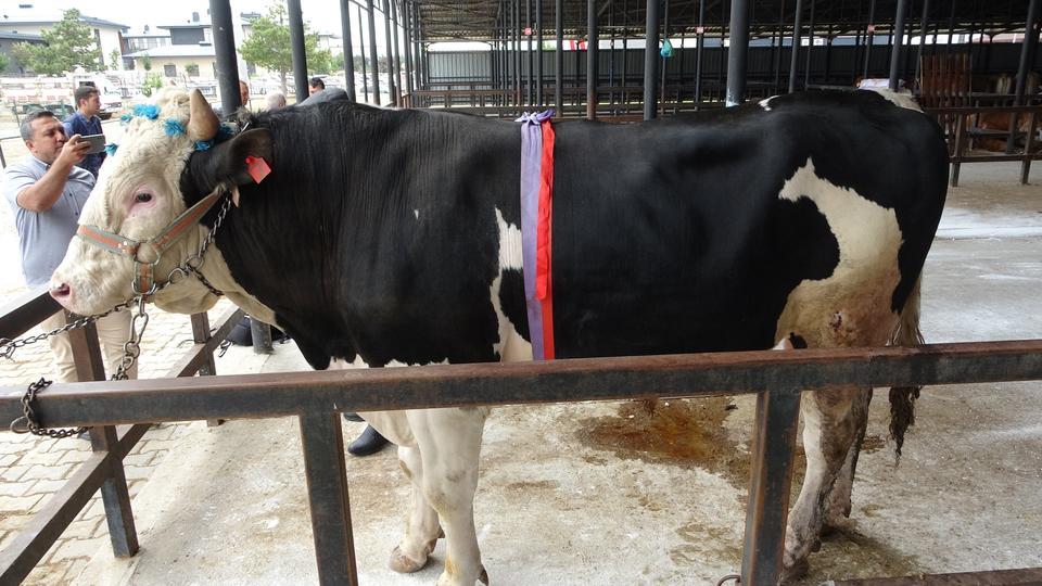 KÜTAHYA'DA 1 TON 200 KİLOLUK KURBANLIK 350 BİN TL'YE SATILDI