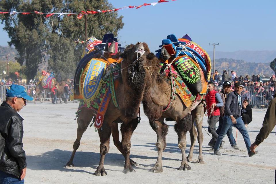 Aydın'da deve güreşlerinin geleceğini aşılama oranı belirleyecek