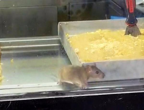 Börek tezgahlarında fare cirit attı