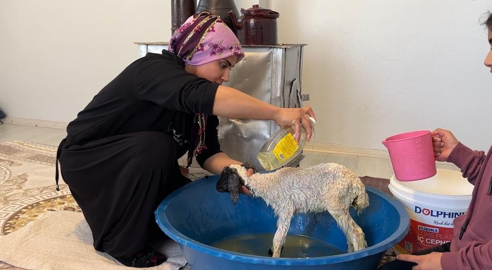 ANNESİZ KALAN KUZU AİLENİN 'UMUT'U OLDU ANNESİZ KUZUYU EV ORTAMINDA BEBEK ŞAMPUANIYLA YIKAYIP BİBERONLA BESLİYORLAR