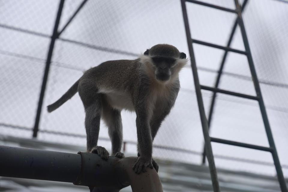 Denizli'de yakalanan maymun hayvanat bahçesine teslim edildi