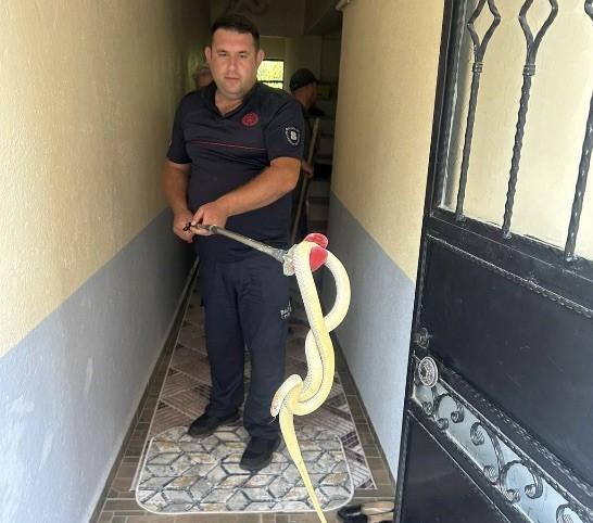 Eve giren yılan paniğe neden oldu