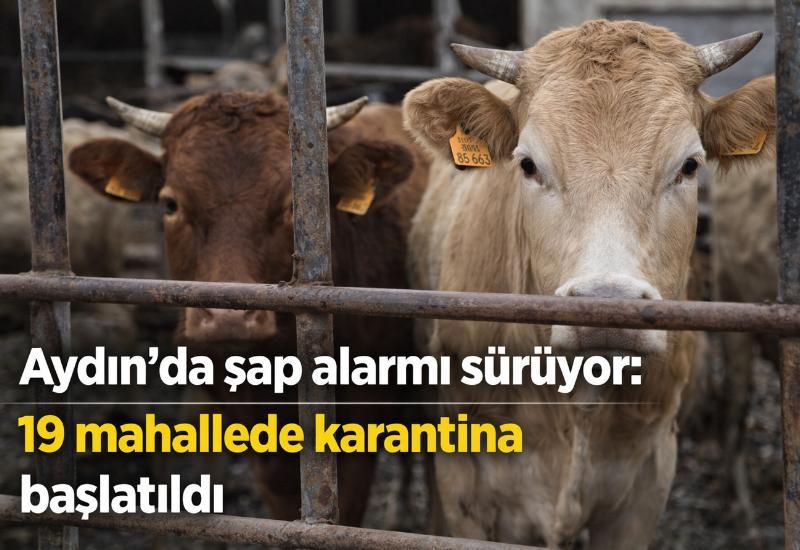 Aydın’da şap alarmı sürüyor: 19 mahallede karantina başlatıldı