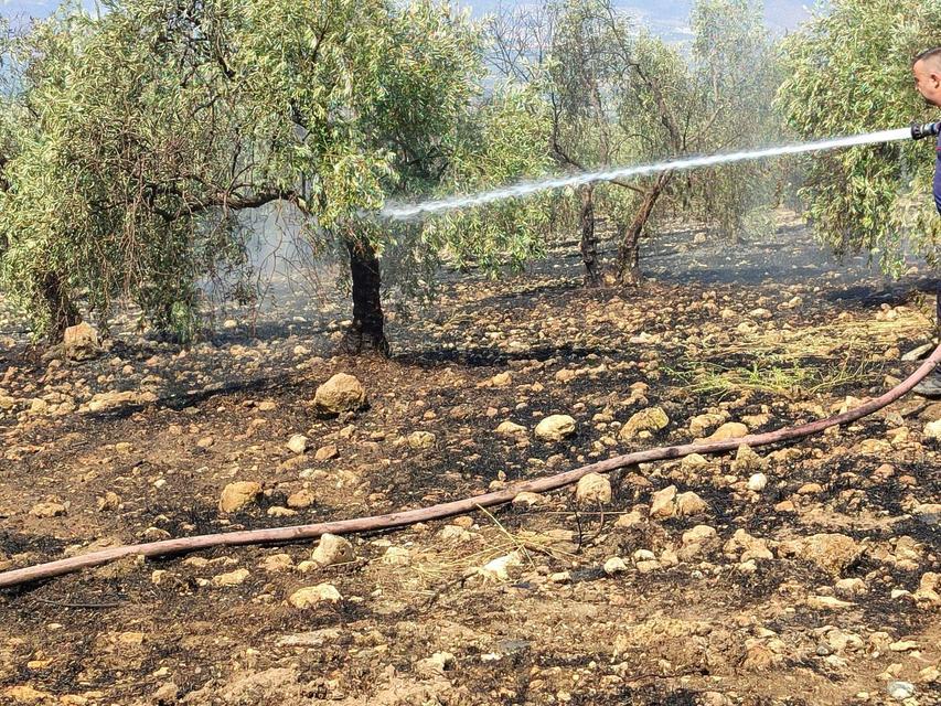ZEYTİNLİKTE ÇIKAN YANGIN HIZLI MÜDAHALE İLE SÖNDÜRÜLDÜ