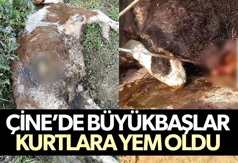 Çine'de büyükbaşlar kurtlara yem oldu