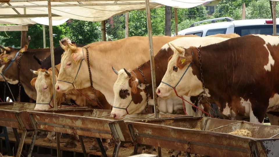 Şap karantinası kaldırıldı