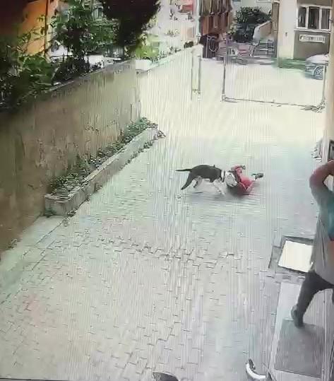 Pitbull cinsi köpek çocuğa saldırdı