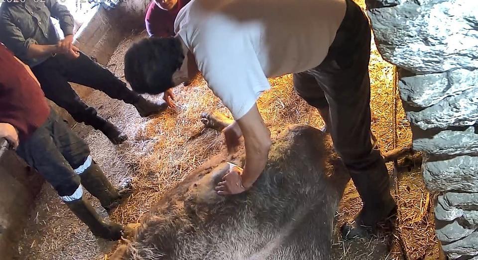 DOĞUM YAPMAKTA ZORLANDIĞI İÇİN EKMEK BIÇAĞI İLE AMELİYAT EDİLİP SEZARYEN YAPILAN İNEK TELEF OLDU AYDIN'DA GÖRENLERİ ŞAŞIRTAN GÖRÜNTÜ