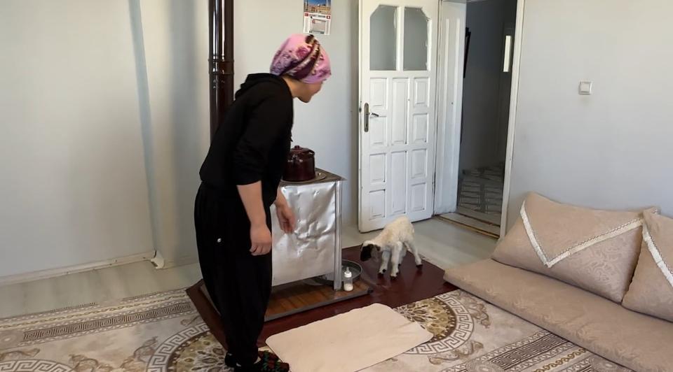 ANNESİZ KALAN KUZU AİLENİN 'UMUT'U OLDU ANNESİZ KUZUYU EV ORTAMINDA BEBEK ŞAMPUANIYLA YIKAYIP BİBERONLA BESLİYORLAR