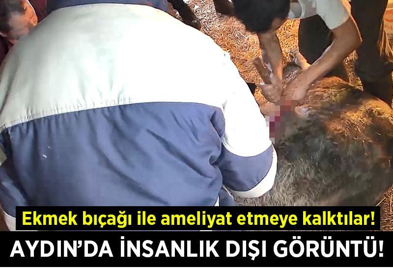 Aydın'da insanlık dışı görüntü!