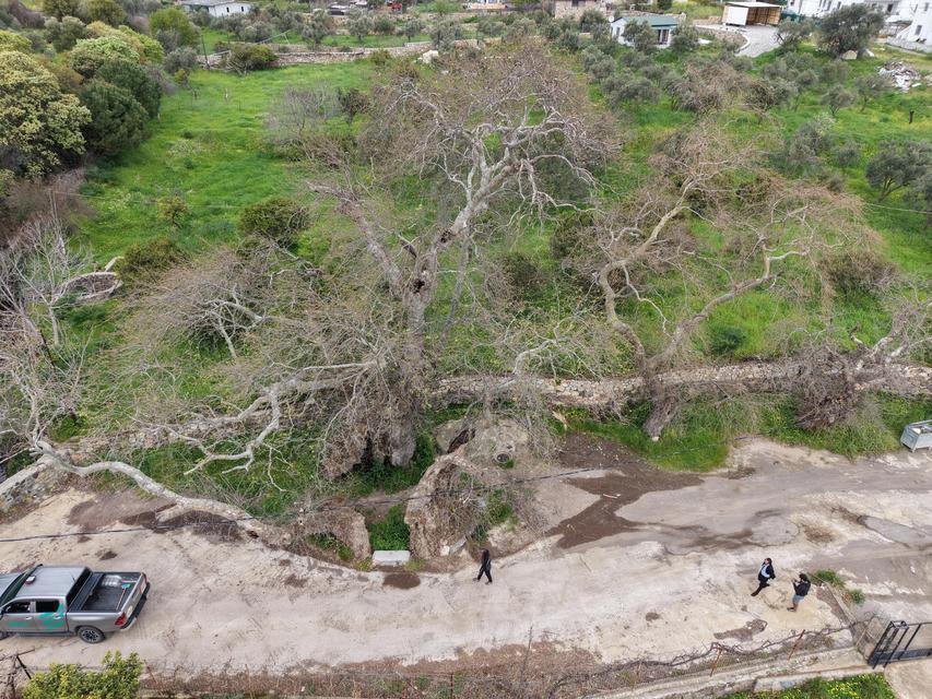 Bodrum’da 2 bin yıllık dev çınar keşfedildi
