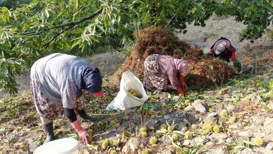 AYDIN'IN DAĞLARINDA HAREKETLİLİK BAŞLADI, KESTANE ÜRETİCİLERİNİ HASAT TELAŞI SARDI