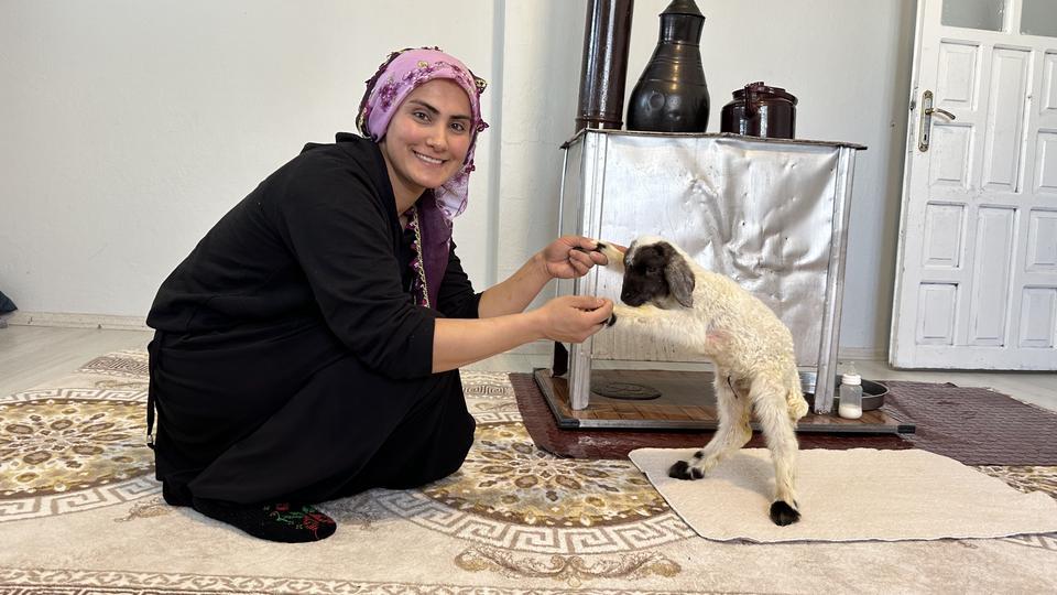 ANNESİZ KALAN KUZU AİLENİN 'UMUT'U OLDU ANNESİZ KUZUYU EV ORTAMINDA BEBEK ŞAMPUANIYLA YIKAYIP BİBERONLA BESLİYORLAR