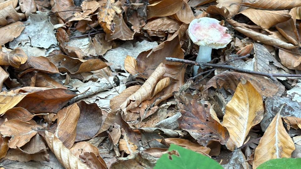 Uzmanından mantar uyarısı: "Hepsi risk içeriyor"