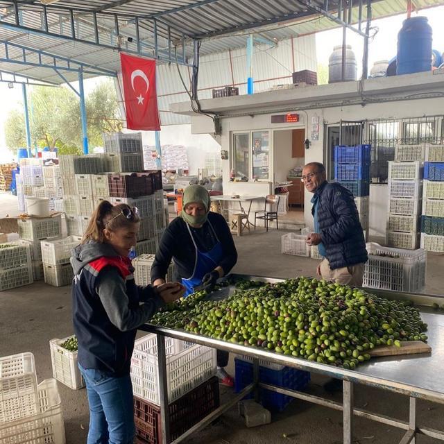 Buharkent'te zeytin rekoltesi ve kalite kontrol çalışmaları sürüyor