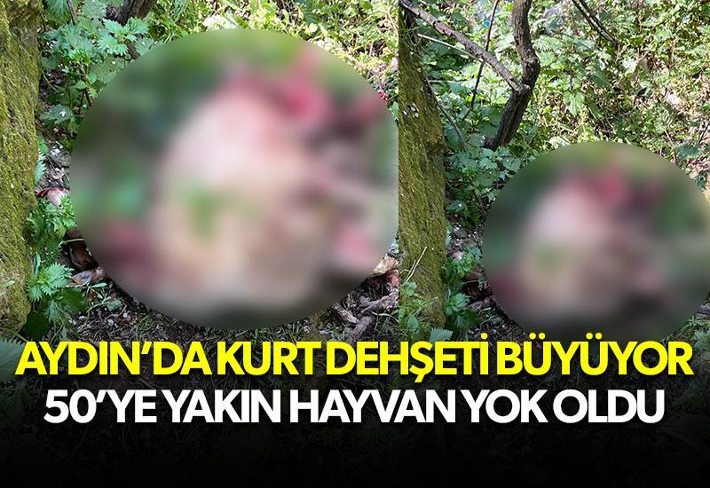 Aydın’da kurt dehşeti büyüyor: 50 koyun yok oldu!