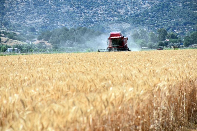Söke Ovasında Buğday Hasadı Başladı