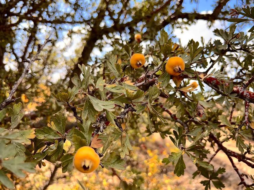 ALIÇ MEYVESİNE VATANDAŞLAR İLGİ GÖSTERİYOR