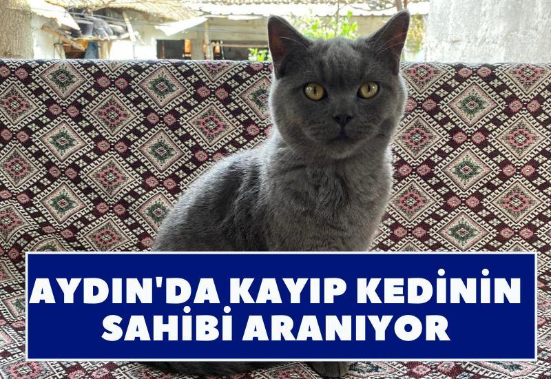 Aydın'da kayıp kedinin sahibi aranıyor