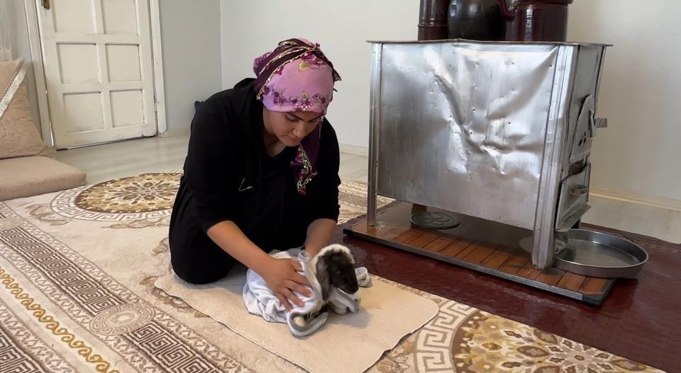ANNESİZ KALAN KUZU AİLENİN 'UMUT'U OLDU ANNESİZ KUZUYU EV ORTAMINDA BEBEK ŞAMPUANIYLA YIKAYIP BİBERONLA BESLİYORLAR