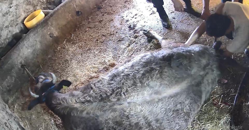 Aydın'da ekmek bıçağıyla sezaryen: "Veteriner hekimcilik oynamayın!"