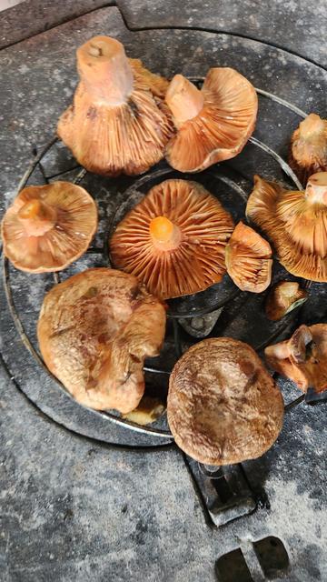 Fenomen öyle olunmaz, böyle olunur!