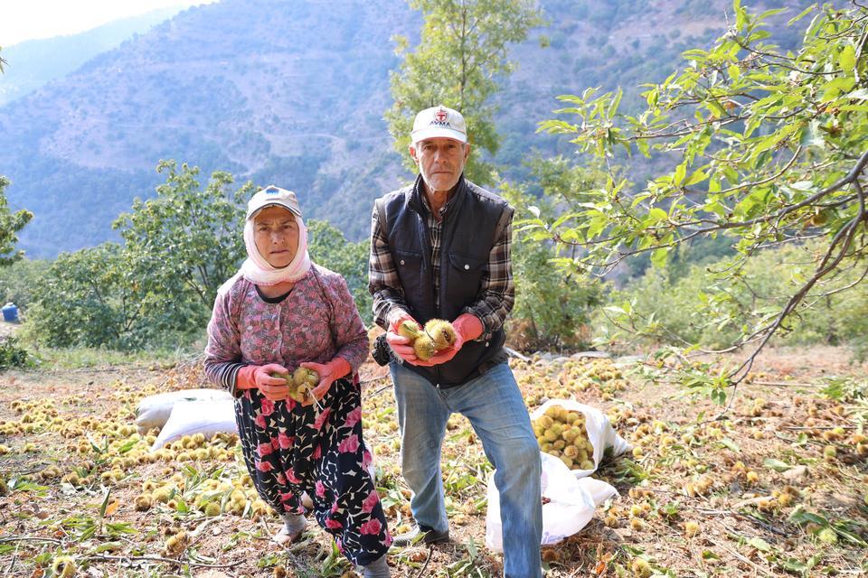 AYDIN'IN DAĞLARINDA HAREKETLİLİK BAŞLADI, KESTANE ÜRETİCİLERİNİ HASAT TELAŞI SARDI