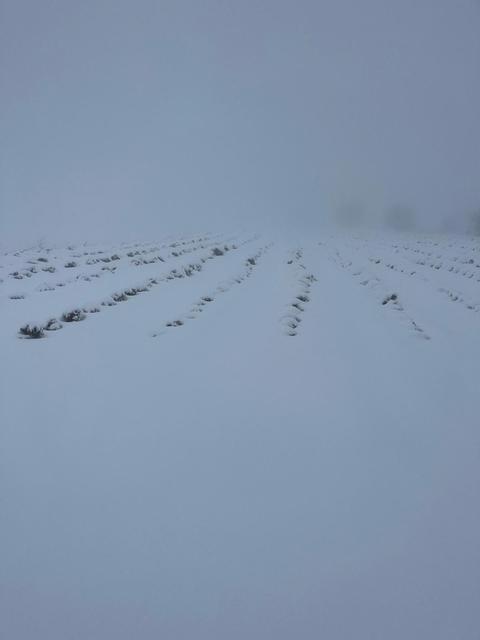 MART SONUNDA KARINCALI DAĞ'DA KAR SÜRPRİZİ BOZDOĞAN BEYAZA BÜRÜNDÜ