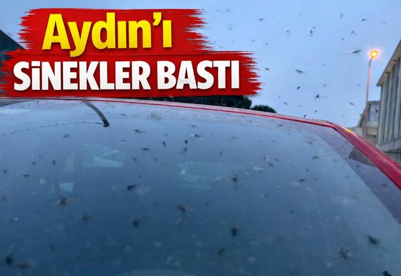 Aydın'ı sinekler bastı