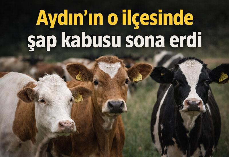 Aydın'ın o ilçesinde şap kabusu sona erdi