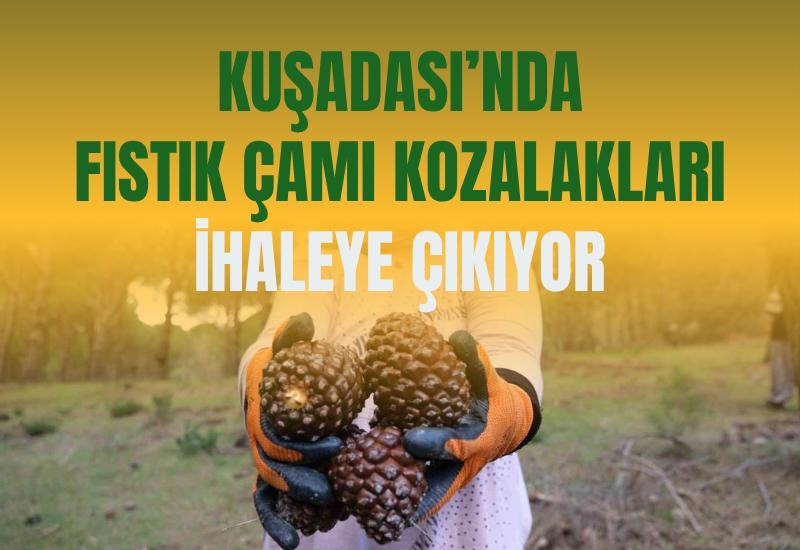 Kuşadası’nda fıstık çamı kozalakları ihaleye çıkıyor