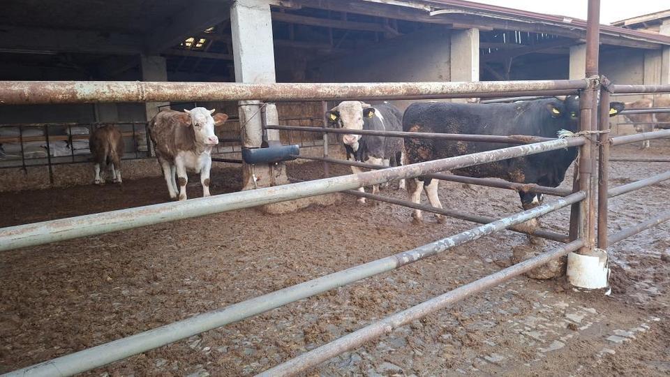 Şap karantinası kaldırıldı