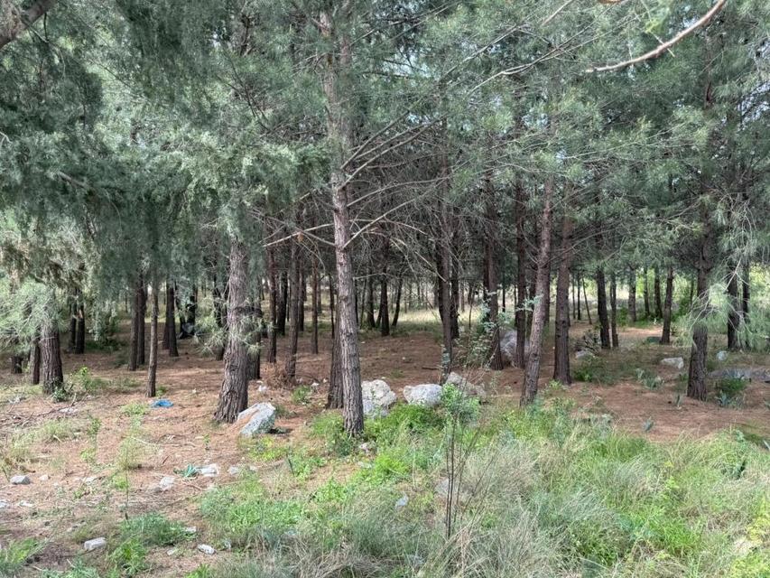 10 bilezik için vahşet! Anne ve oğlu öldürülüp ormana gömüldü