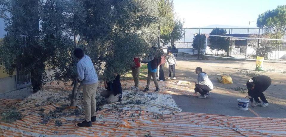 Bozdoğan’da öğrenciler zeytin hasadı yaptı