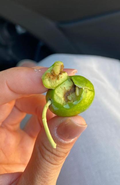 İlçe tarımdan zeytin sineğine karşı ilaçlama çağrısı