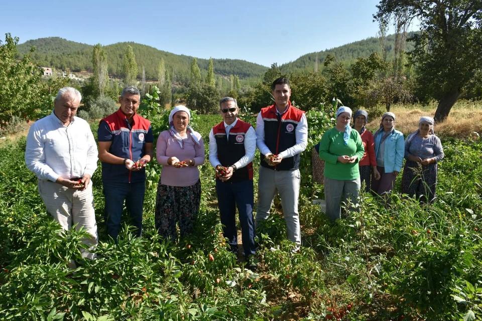 Bozdoğan'da 60 bin fide hasat edildi