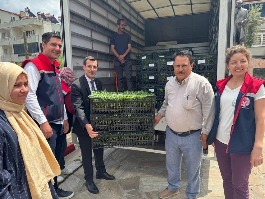 Bozdoğan’da üreticiye 14 bin domates fidesi dağıtıldı