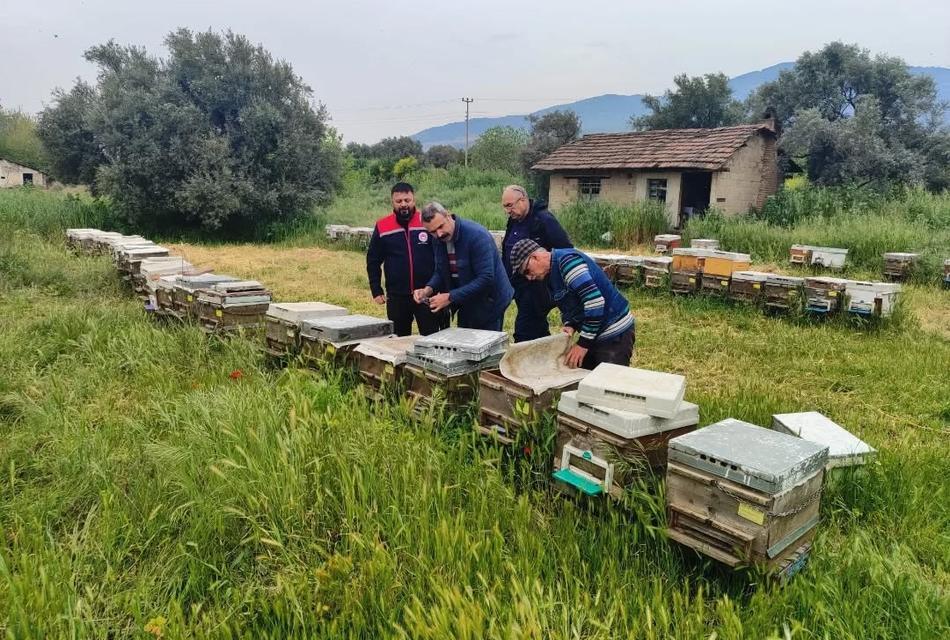 Aydın’da 260 bin kovanlık üretim mercek altında
