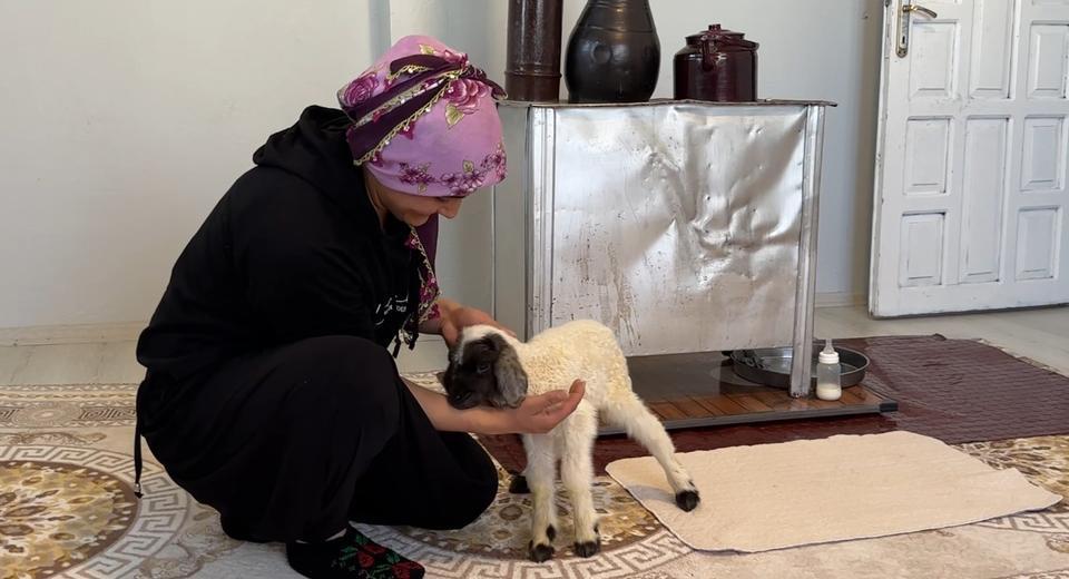 ANNESİZ KALAN KUZU AİLENİN 'UMUT'U OLDU ANNESİZ KUZUYU EV ORTAMINDA BEBEK ŞAMPUANIYLA YIKAYIP BİBERONLA BESLİYORLAR