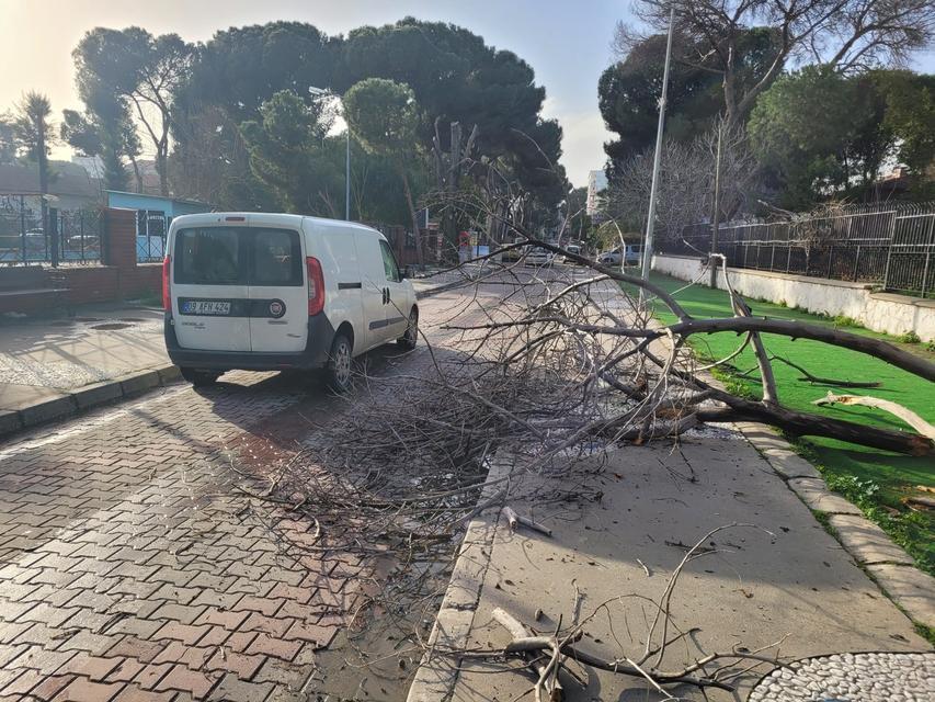 ÇÜRÜYEN AĞAÇ YOLA DEVRİLDİ, FACİA UCUZ ATLATILDI