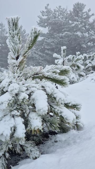 MUĞLA'YA MEVSİMİN İLK KARI YAĞDI GÖKTEPE DAĞI BEYAZA BÜRÜNDÜ